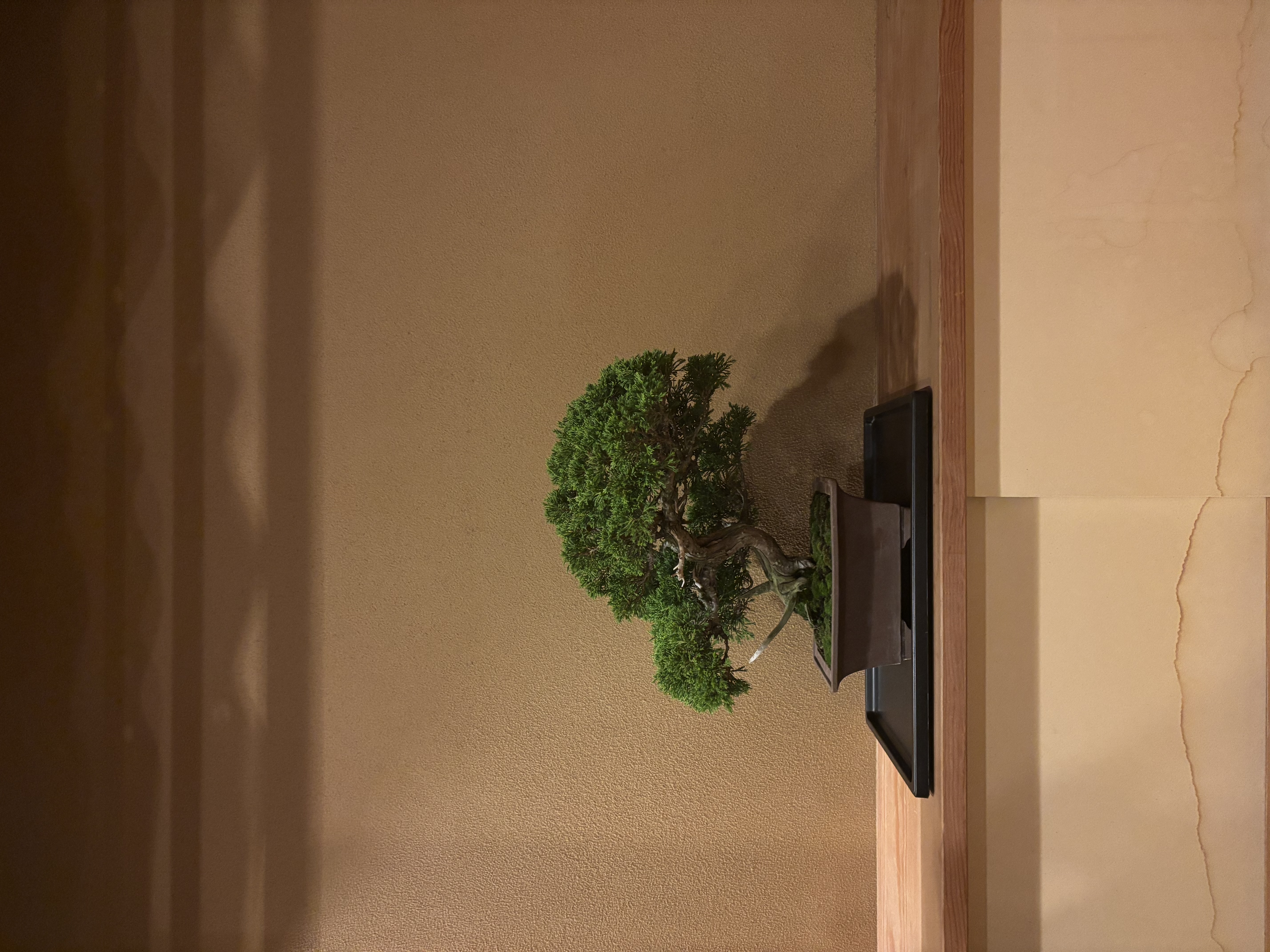 鳳真れお 盆栽作品 2